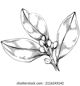 Bay leaf vector isolated plant with leaves. Herbal engraved style illustration. Detailed organic product sketch.The best for design logo, menu, label, icon, stamp.
