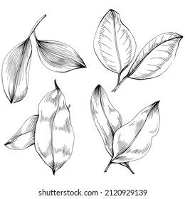 Bay leaf vector isolated plant with leaves. Herbal engraved style illustration. Detailed organic product sketch.The best for design logo, menu, label, icon, stamp.