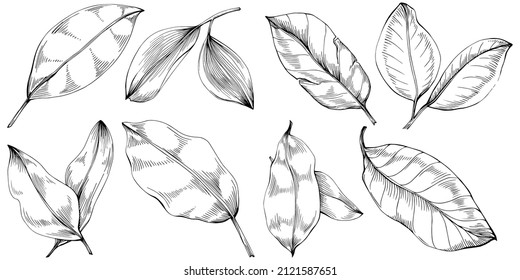 Bay leaf vector isolated plant with leaves. Herbal engraved style illustration. Detailed organic product sketch.The best for design logo, menu, label, icon, stamp.