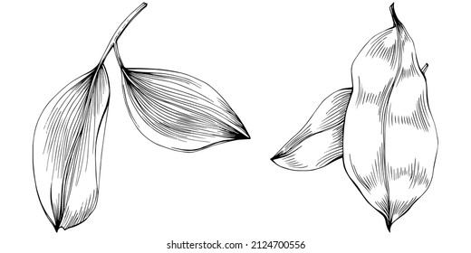Bay leaf vector isolated plant with leaves. Herbal engraved style illustration. Detailed organic product sketch.The best for design logo, menu, label, icon, stamp.