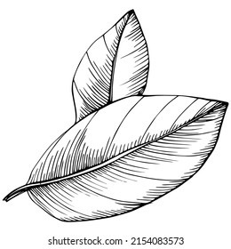Vector de hoja de la bahía planta aislada con hojas. Ilustración de estilo con grabado de hierbas. Esbozo detallado del producto orgánico.El mejor para el diseño logotipo, menú, etiqueta, icono, sello