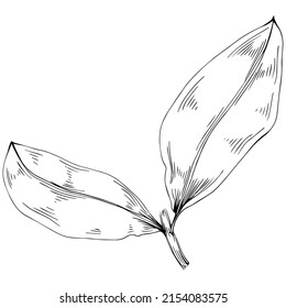 Vector de hoja de la bahía planta aislada con hojas. Ilustración de estilo con grabado de hierbas. Esbozo detallado del producto orgánico.El mejor para el diseño logotipo, menú, etiqueta, icono, sello