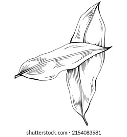 Bay leaf vector isolated plant with leaves. Herbal engraved style illustration. Detailed organic product sketch.The best for design logo, menu, label, icon, stamp