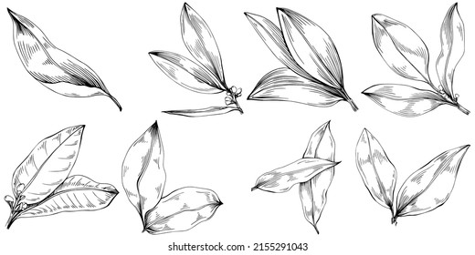 Bay leaf vector isolated plant with leaves. Herbal engraved style illustration. Detailed organic product sketch.The best for design logo, menu, label, icon, stamp svg