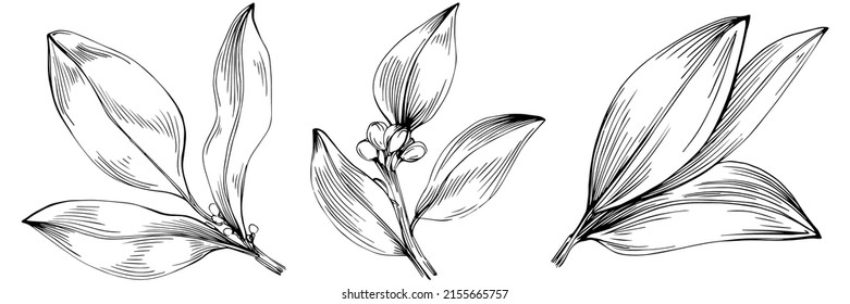 Vector de hoja de la bahía planta aislada con hojas. Ilustración de estilo con grabado de hierbas. Esbozo detallado del producto orgánico.El mejor para el diseño logotipo, menú, etiqueta, icono, sello