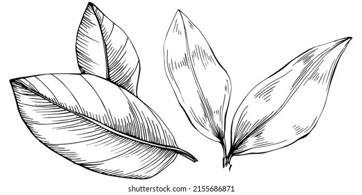 Bay leaf vector isolated plant with leaves. Herbal engraved style illustration. Detailed organic product sketch.The best for design logo, menu, label, icon, stamp
