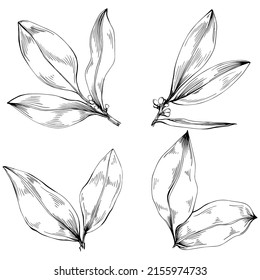 Bay leaf vector isolated plant with leaves. Herbal engraved style illustration. Detailed organic product sketch.The best for design logo, menu, label, icon, stamp