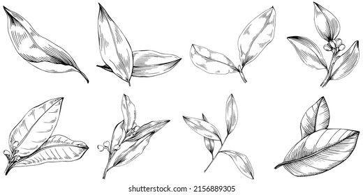 Bay leaf vector isolated plant with leaves. Herbal engraved style illustration. Detailed organic product sketch.The best for design logo, menu, label, icon, stamp