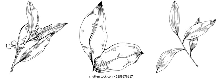 Bay leaf vector isolated plant with leaves. Herbal engraved style illustration. Detailed organic product sketch.The best for design logo, menu, label, icon, stamp
