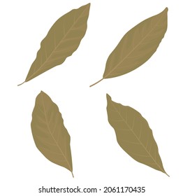 Bay leaf vector stock illustration. Dried seasoning for cooking. Spices. Isolated on a white background.