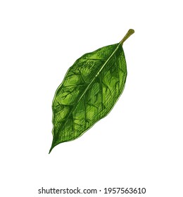 Bay leaf. Vector vintage hatching color illustration. Isolated on white background. Hand drawn design