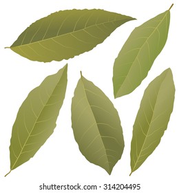 bay leaves