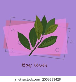 Bay leaves. Green leaves, sprigs, laurel. Cooking herbs concept. Vector illustration can be used for topics like seasoning, condiment, cuisine