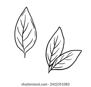 Die Bucht hinterlässt handgezeichnete Skizze. Abstrakte minimale botanische monochrome Illustration einzeln auf Weiß.