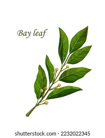 Bay leaves, herb seasoning or spice flavoring and herbal condiment, vector cooking ingredient. Bay leaf plant branch for spice and herbs product package, cooking recipe and healthy food spice svg