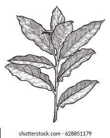 Bay leaves illustration, drawing, engraving, ink, line art, vector