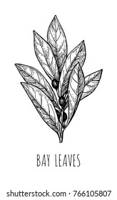 Bay leaves. Ink sketch solated on white background. Hand drawn vector illustration. Retro style.