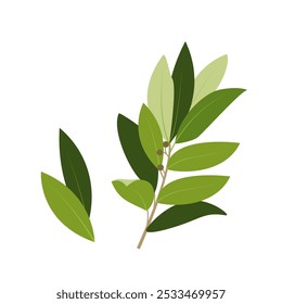 Hojas de laurel aisladas ilustración de doodle de hierba culinaria verde. Dibujado a mano de dibujos animados simple hoja de laurel de Vector condimento natural, condimento de hierbas para alimentos y diseño botánico. Hierba de cocina jardín