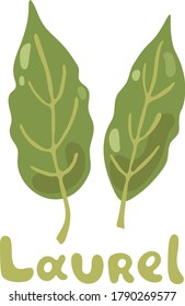 Bay leaves. Laurel color vector illustration. Laurel leaves isolated on white background. Laurus Nobilis, Sweet Bay. Culinary herbs. For web, menu, logo, textile, cooking book, web design