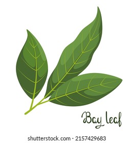 Bay leaves on a white background. Herbs.
