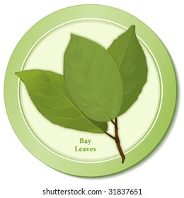 Bay Leaves. Popular cooking herb, leaves of Bay Laurel Tree flavor meats, poultry, stews, soups, omelets. Classic seasoning in French herb blend Bouquet Garni. EPS8 compatible. 