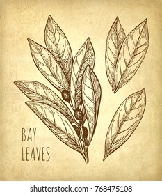 Bay leaves set. Ink sketch on old paper background. Hand drawn vector illustration. Retro style.