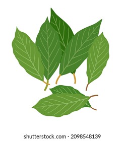 Bay leaves. Seven green laurel leaves isolated on white background. Vector illustration.