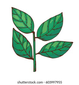 Bay leaves spice seasoning isolated on white background hand drawn aromatic green food and seasoning aniseed aroma condiment vector illustration