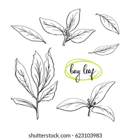 Bay leaves and sprigs/ Culinary herbs and spices sketch/ Hand drawn laurel leaves isolated on white background/ Vector illustration