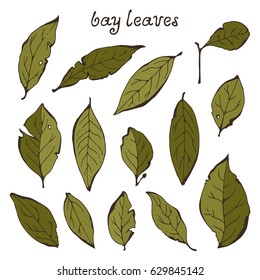Bay leaves vector collection, herbs set isolated on white background