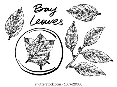 Bay leaves. Vector hand drawn graphic illustration.