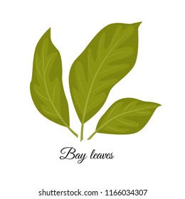 Bay leaves  vector illustration isolated on white background. Vector spices.