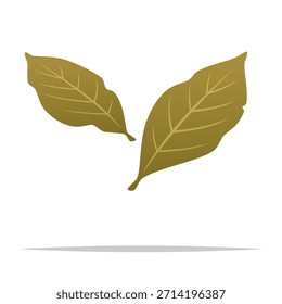 Lorbeerblätter, einzelne Illustration