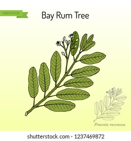 Bay rum (Pimenta racemosa), medicinal plant. Hand drawn botanical vector illustration