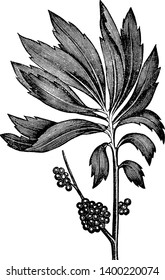 Bayberry leaves have spirally arranged with broad tip. Fruits grown in bunch and wax coating on the fruit, vintage line drawing or engraving illustration.