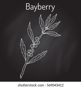 Bayberry (Myrica cerifera), or southern wax myrtle, candleberry, tallow shrub, medicinal plant. Hand drawn botanical vector illustration.