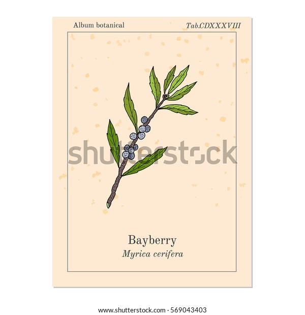 bayberry wax myrtle