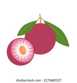 Bayberry whole fruit and halved isolated on white background. Myrica,  yangmei, candleberry, sweet gale, or wax-myrtle berry icon. Vector illustration of exotic fruits in flat style.