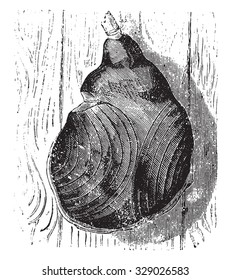 Bayonne ham, vintage engraved illustration.
