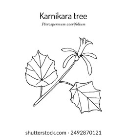 Bayur or karnikara tree (Pterospermum acerifolium), timber and landscape plant. Hand drawn botanical vector illustration