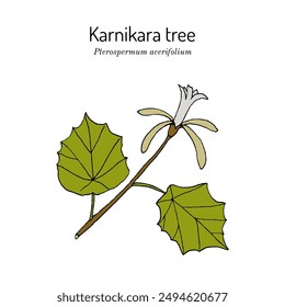 Bayur or karnikara tree (Pterospermum acerifolium), timber and landscape plant. Hand drawn botanical vector illustration