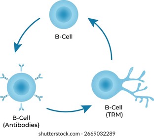 B-Cell, B-Cell mit Antikörpern, B-Cell Tissue Resident Memory Design Vector.