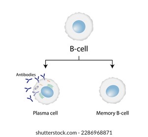 leucocitos con células B. linfocitos B. Celda de plasma y célula B de memoria. b diferenciación celular, estimulación antígeno del receptor superficial, anticuerpos monoclonales que producen células plasmáticas. Ilustración vectorial.