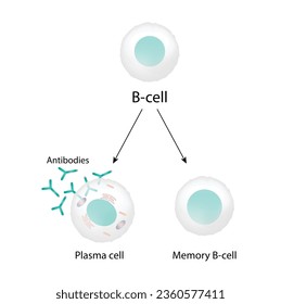 leucocitos con células B. linfocitos B. Celda de plasma y célula B de memoria. b diferenciación celular, estimulación antígeno del receptor superficial, anticuerpos monoclonales que producen células plasmáticas. Ilustración vectorial.
