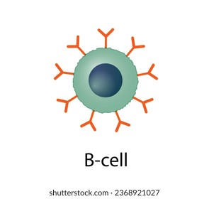 leucocitos con células B. linfocitos B. Celda de plasma y célula B de memoria. b diferenciación celular, estimulación antígeno del receptor superficial, anticuerpos monoclonales que producen células plasmáticas. Ilustración vectorial.