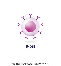 leucocitos con células B. linfocitos B. Celda de plasma y célula B de memoria. b diferenciación celular, estimulación antígeno del receptor superficial, anticuerpos monoclonales que producen células plasmáticas. Ilustración vectorial.
