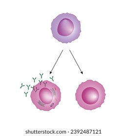 leucocitos con células B. linfocitos B. Celda de plasma y célula B de memoria. b diferenciación celular, estimulación antígeno del receptor superficial, anticuerpos monoclonales que producen células plasmáticas. Ilustración vectorial.