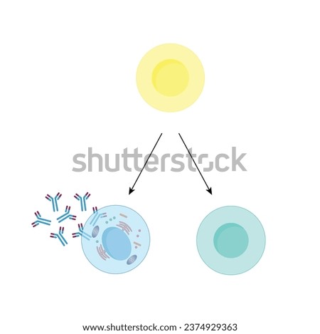 B-cell leukocytes. B lymphocytes. Plasma cell and memory B cell. b cell differentiation, antigen stimulation of surface receptor, plasma cell producing monoclonal antibodies. Vector illustration.