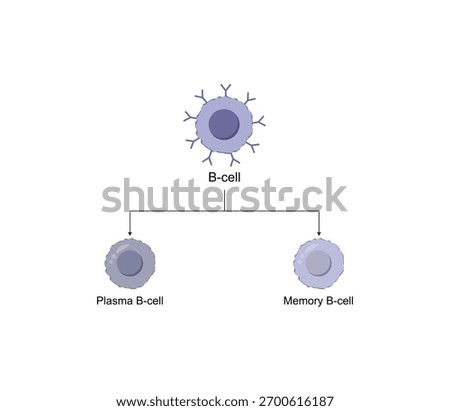 B-cell leukocytes. B lymphocytes. Plasma cell and memory B cell. b cell differentiation, antigen stimulation of surface receptor, plasma cell producing monoclonal antibodies. Vector illustration.