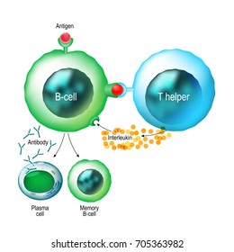 B-cell And T Helper Cell. Basic B-cells Function: Bind An Antigen, Receive Help From A T Helper Cell And Differentiate Into A Plasma Cell That Secretes Large Amounts Of Antibodies. Human Immune System